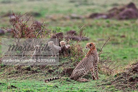 Kenya. A cheetah and her three one-month-old cubs keep watch from termite mounds in Masai Mara National Reserve.