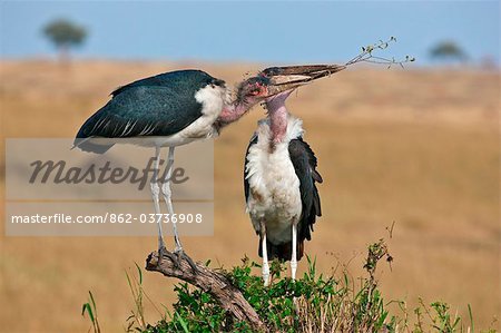 Kenya. A pair of marabou storks squabble over a twig to build a nest in Masai Mara National Reserve.