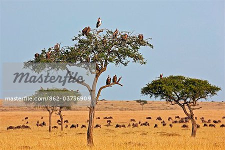 Kenya. Vautours et un perchoir de cigogne de marabout dans les arbres près d'un troupeau de gnous dans la réserve nationale de Masai Mara.