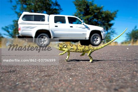 Namibia, Bushmanland. A chameleon crosses a road in northeastern Namibia, a 4x4 Toyota 'twin-cab' parked in the background.