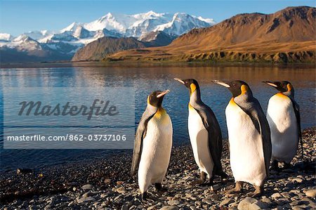 South Georgia and the South Sandwich Islands, South Georgia, Cumberland Bay, Grytviken. A group of King Penguins on the beach.