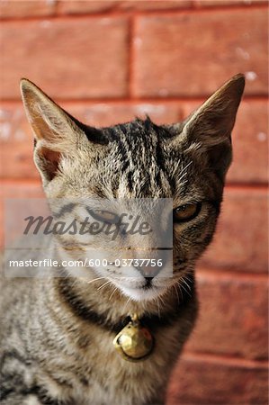 Portrait of Cat, Pashupatinath Temple, Kathmandu, Bagmati, Madhyamanchal, Nepal