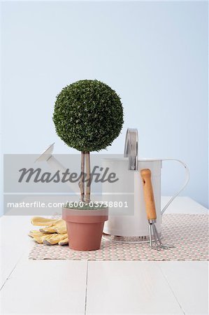 Potted Plant and Gardening Utensils