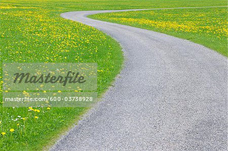 Road through Meadow with Dandelions, Allgau, Bavaria, Germany