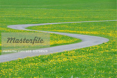 Route à travers la prairie de pissenlits, Allgäu, Bavière, Allemagne