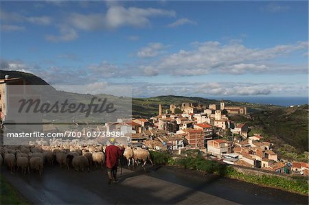 Flock of Sheep on Road, Collesano, Sicily, Italy