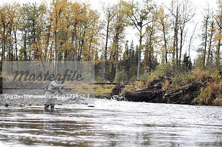 Woman flyfishing and casts for wild steelhead on Deep Creek, Kenai Peninsula, Southcentral Alaska, Autumn