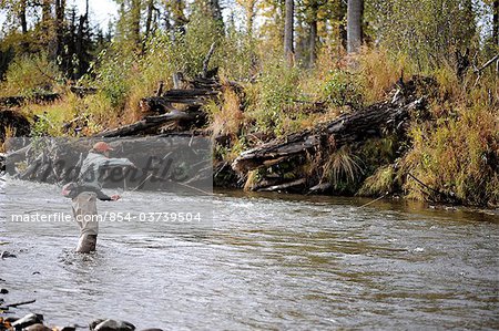 Mouche de la femme et des moulages pour les truites sauvages sur Deep Creek, péninsule de Kenai, centre-sud de l'Alaska, l'automne