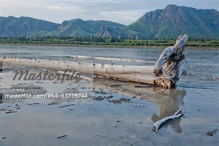 Vue panoramique sur le bois flotté et paysage le long du fleuve Yukon Yukon-Charley Rivers National préserver Interior Alaska, été