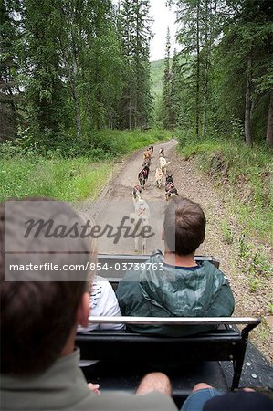 Visitors take a sled dog ride in a training cart through a parking lot at Chena Hot Springs Resort, Interior Alaska, Summer