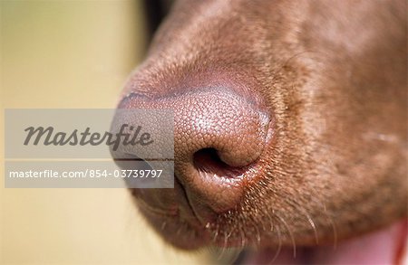 Gros plan du nez d'un été de labradors chocolat, Alaska du centre-sud,