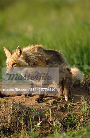 Female Red Fox protects her young pup at den site, McNeil River State Game Sanctuary, Southwest Alaska, Summer