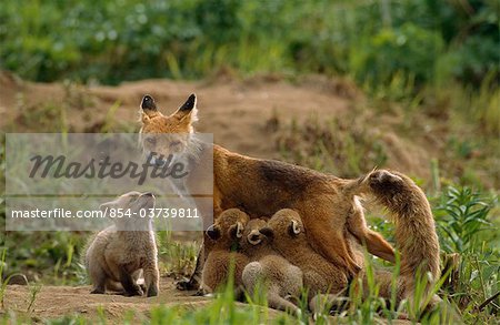 Sechs - Wochen alten Fuchs-Kits auf Den Website mit ihrer Mutter, Pflege, McNeil River State Game Sanctuary, Südwesten Alaskas, Sommer