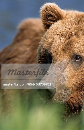 Nahaufnahme eines Grizzly-Bären entlang McNeil River State Game Sanctuary, Südwesten Alaskas, Mikfik Creek, Sommer