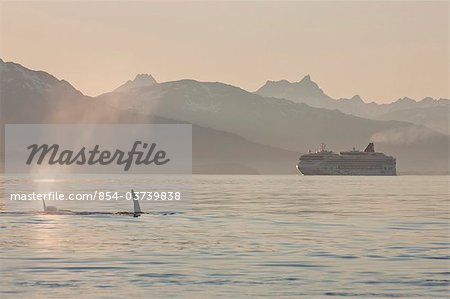 Orca (killer whales) and the Norwegian "Star" cruise ship share the same calm waters on a sunny evening in Lynn Canal, Inside Passage, Southeast Alaska, Summer