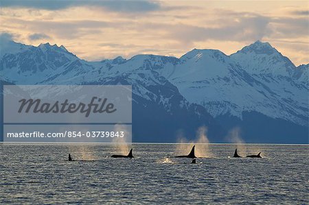 A group of Orca surface in  Lynn Canal with the Chilkat Mountains in the background, Inside Passage, Southeast Alaska, Summer. Composite
