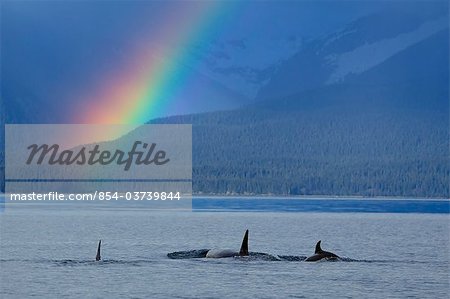 A group of Orca surface in  Lynn Canal with rainshowers and a rainbow beyond, Coastal Range, Inside Passage, Southeast Alaska, Summer. Composite
