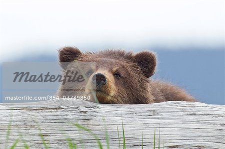 A brown bear cub rests its head on a log in an estuary on Admiralty Island, Pack Creek, Tongass National Forest, Southeast Alaska, Summer