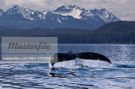 Water drips from the fluke of a humpback whale's tail as it returns to the depths of Seymour Canal, Admiralty Island beyond, Inside Passage, Tongass National Forest, Southeast Alaska, Summer