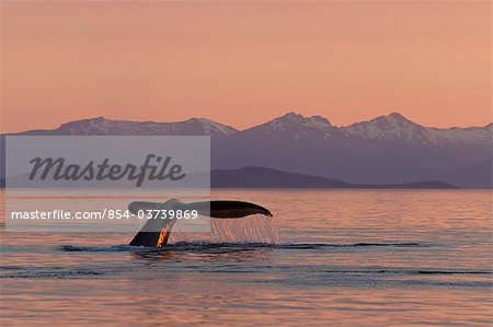 Une baleine à bosse renvoie aux profondeurs de Frederick Sound, coucher du soleil avec l'île de l'Amirauté dans le lointain, la forêt nationale de Tongass, Inside Passage, sud-est de l'Alaska, l'été