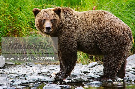 Bouchent la vue d'une pêche ours brun adulte pour le saumon dans le fleuve russe, la péninsule de Kenai, centre-sud de l'Alaska, l'été