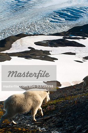 Chèvre de montagne est situé sur un flanc de montagne avec Harding Icefield dans le fond, le Parc National de Kenai Fjords de Kenai Peninula, centre-sud de l'Alaska, l'été