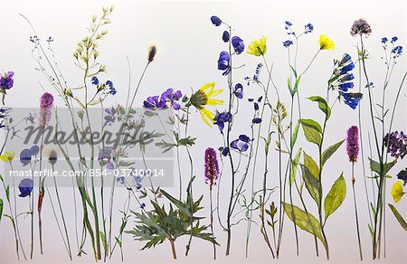 Close up of preserved wildflowers on display at the Eielson Visitor Center, Denali National Park, Interior Alaska, Summer