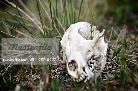 Close up of a wolf skull along Katak Creek, Brooks Range, ANWR, Arctic Alaska, Summer