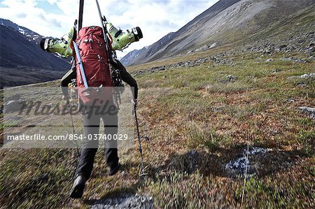 Backcountry skier hikes up the Katak Creek valley with pack and skis, Brooks Range, ANWR, Arctic Alaska, Summer