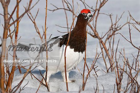 Male Willow Ptarmigan in breeding plumage hides in brush along the Savage River, Denali National Park, Interior Alaska, Spring