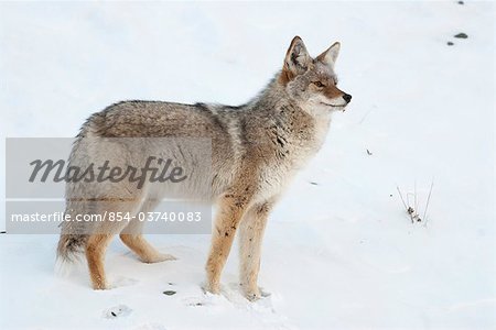 Coyote adulte dans son pelage d'hiver se trouve dans la neige le long de la route des parcs près de Denali National Park and Preserve, intérieur de l'Alaska, hiver