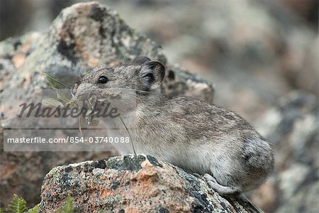 Collared Pika carries vegetation over a rockpile to its winter stockpile near Polychrome Pass, Denali National Park and Preserve, Interior Alaska, Summer