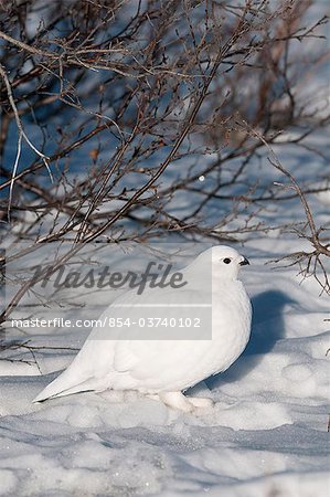 Adult male Willow Ptarmigan in white winter plumage, Denali National Park and Preserve, Interior Alaska, Winter