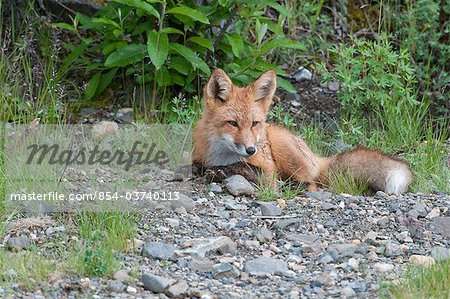 Red Fox kit repose parmi les arbustes dans le Denali National Park and Preserve, intérieur de l'Alaska, l'été
