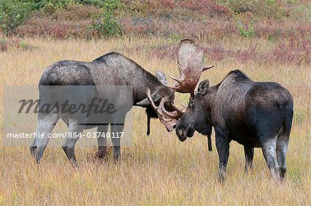Deux adultes Bull Moose spar dans une prairie près du lac Wonder Denali National Park and Preserve, intérieur de l'Alaska, automne