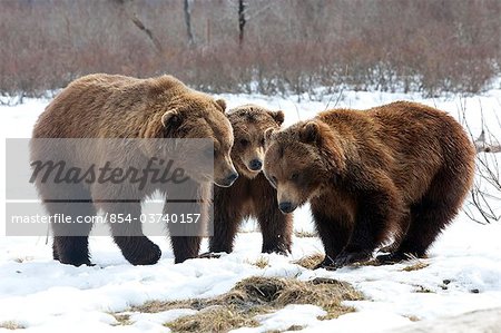 Two Brown bears(lt) & one Grizzly bear(rt) stand face to face at the Alaska Wildlife Conservation Center near Portage, Southcentral Alaska, Spring, CAPTIVE