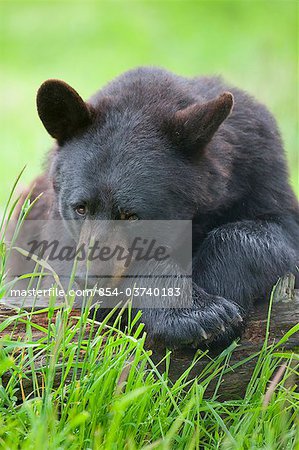 Nahaufnahme eines schwarzen Bären ruhen auf Log in grünem Gras im Sommer South Central Alaska, Alaska Wildlife Conservation Center. In Gefangenschaft