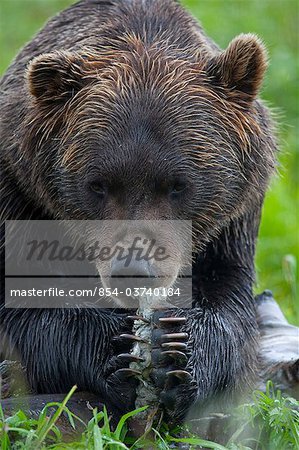 Portrait of a Brown Bear holding a chunk of salmon at the Alaska Wildlife Conservation Center, Southcentral Alaska, Summer. Captive