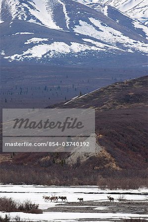 Eine Band von Caribou Kreuz die Schnee bedeckten Wohnungen der Savage River, Denali Nationalpark und Reservat, Alaska Interior, Frühling