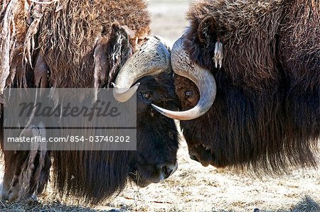 Gros Plan De Deux Boeufs Musques De Taureau Debout Face A Face Dans Une Confrontation De