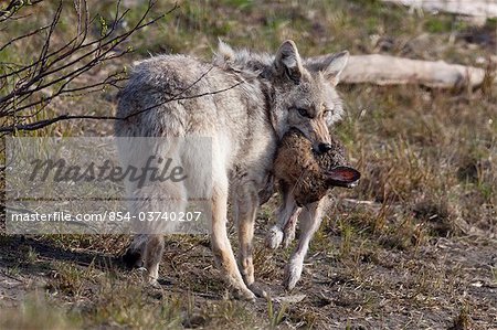 Coyote with a dead Snowshoe Hare in its mouth, Alaska Wildlife Conservation Center, Southcentral Alaska, Summer. Captive