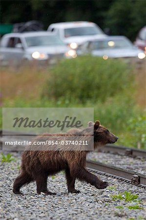 Un ours brun Croix voie ferrée par une circulation rempli Seward Highway près indien dans le centre-sud de l'Alaska, printemps