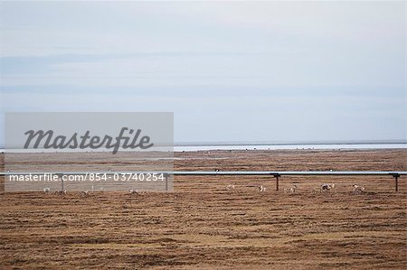 Aerial view of caribou near an oil pipeline on the tundra of the coastal plain, Arctic Alaska, Summer