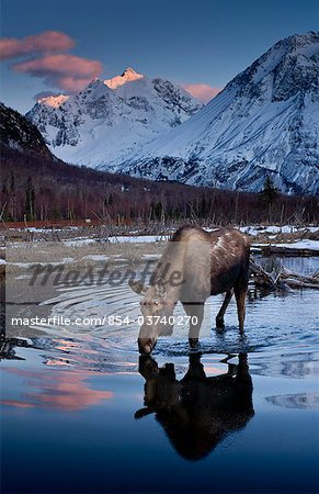 Malerischer Blick bei Sonnenuntergang ein Elche, trinken aus einem Teich mit Alpenglühen Polar Bear Peak in den Hintergrund, Chugach State Park, South Central Alaska, Frühling