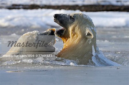 Two polar bear cubs play in slush ice along a barrier island outside Kaktovik on the northern edge of ANWR, Arctic Alaska, Fall