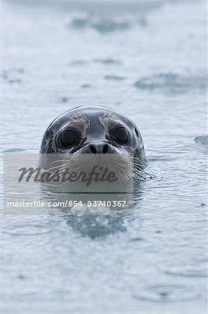 A Harbor seal pops its head up among floating glacial ice in Prince William Sound, Southcentral Alaska, Summer