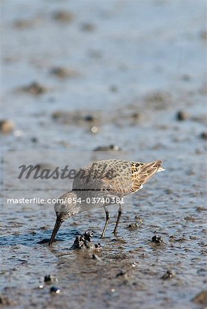 Dunlin checks the mud flats of Kachemak Bay for food during the Spring migration, Kenai Peninsula, Southcentral Alaska, Spring