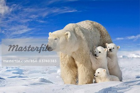 Ansicht der Eisbär (Ursus Maritimus) säen mit ihrer jungen Triplet im Wind fegte Ebenen des Wapusk-Nationalpark, Manitoba, Kanada, Winter, COMPOSITE