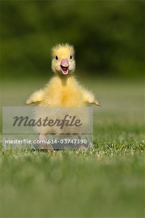 One gosling walking on grass