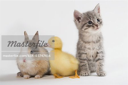 Kitten, duckling, and rabbit, studio shot